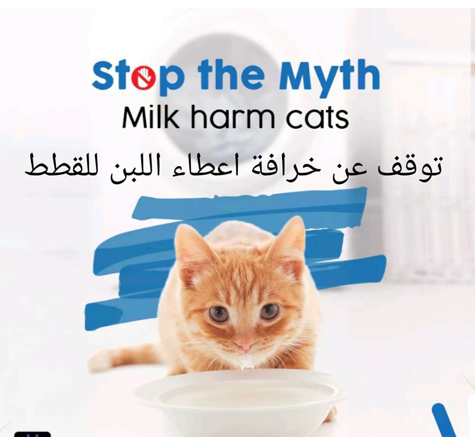 مخاطر اللين على القطط مخاطر اللين على القطط