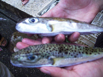 سمكة الارنب