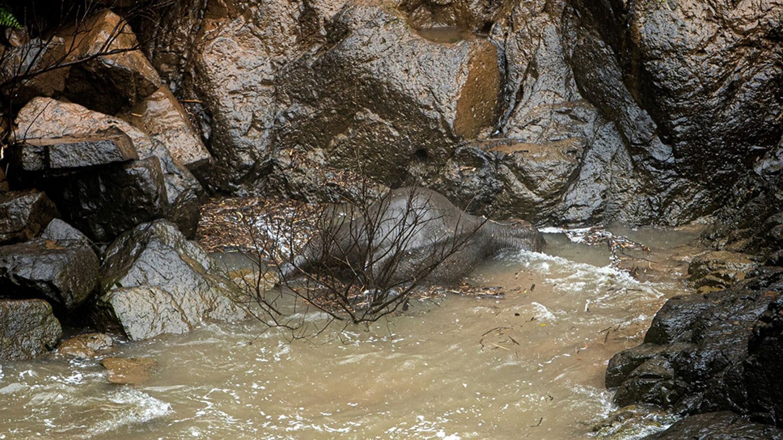 غرق 6 أفيال في تايلاند بعد سقوطهم في شلال