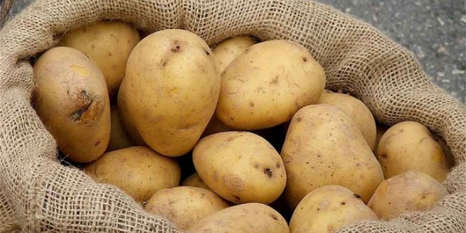البطاطس 