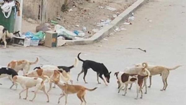 هل يجوز قتل الكلاب والحيوانات الضالة بالسم