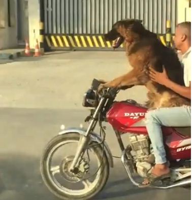 كلب يقود موتوسيكل فى الشارع..فيديو كلب يقود موتوسيكل فى الشارع..فيديو