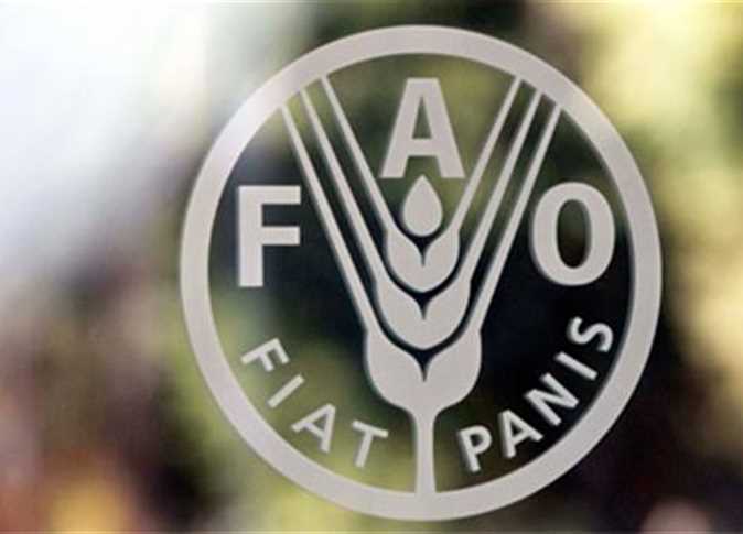 الفاو