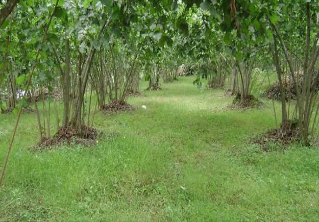 هل تجب الزكاة في الزروع التي لا تؤكل ثمارها.. الإفتاء تجيب