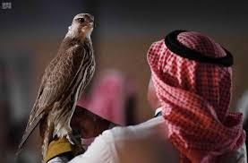 مهرجان حفر الباطن لبيع الصقور في السعودية مهرجان حفر الباطن لبيع الصقور في السعودية
