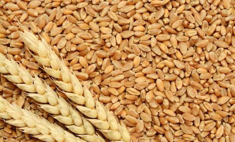 القمح - أرشيفية القمح - أرشيفية