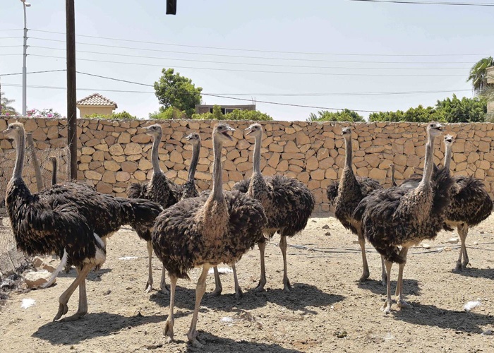 النعام 