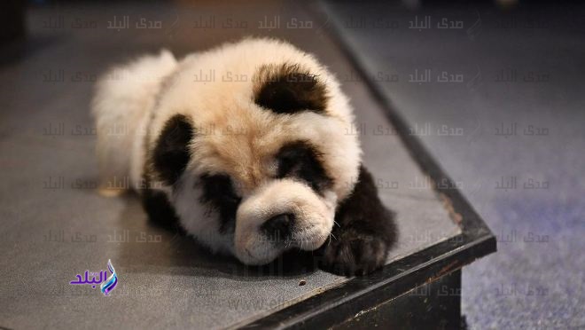 كلب يشبه الباندا
