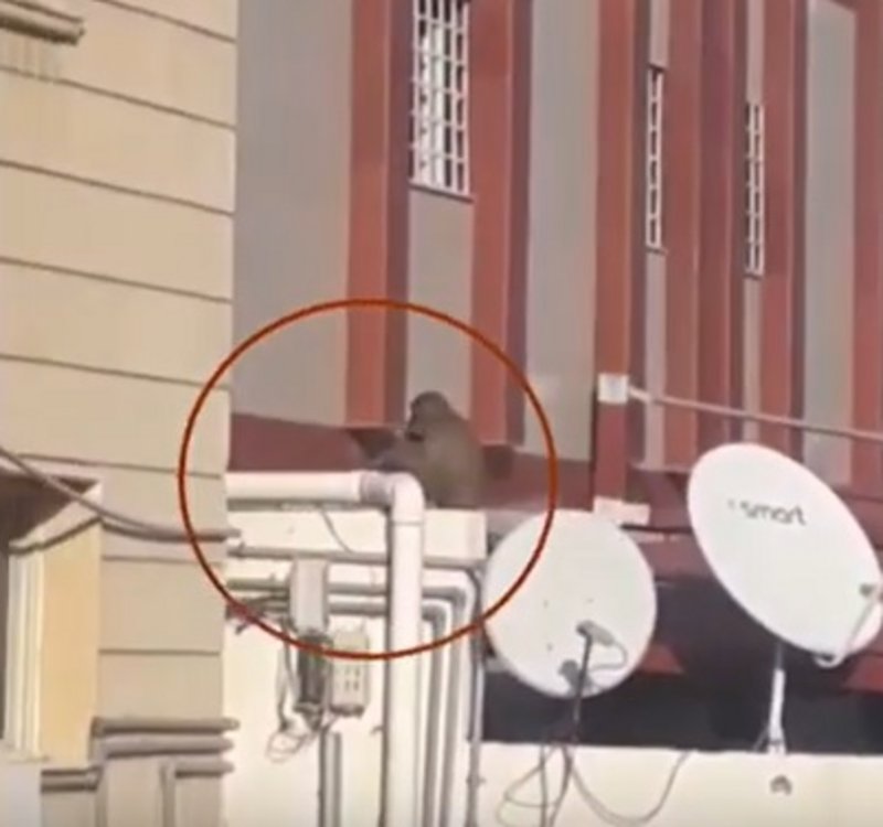 قرد يثير الذعر في شوارع مكة