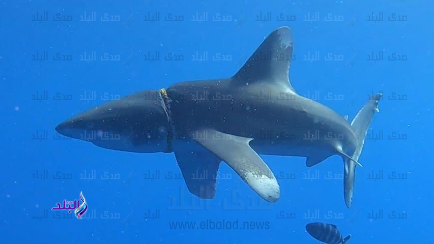 قرش البحر الاحمر قرش البحر الاحمر