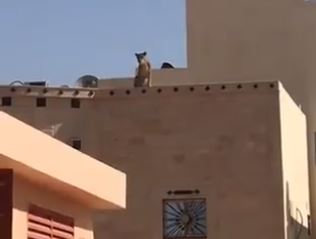 أسد فوق سطح منزل