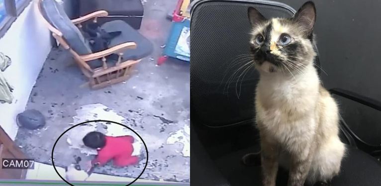 القط البطل والطفل الرضيع