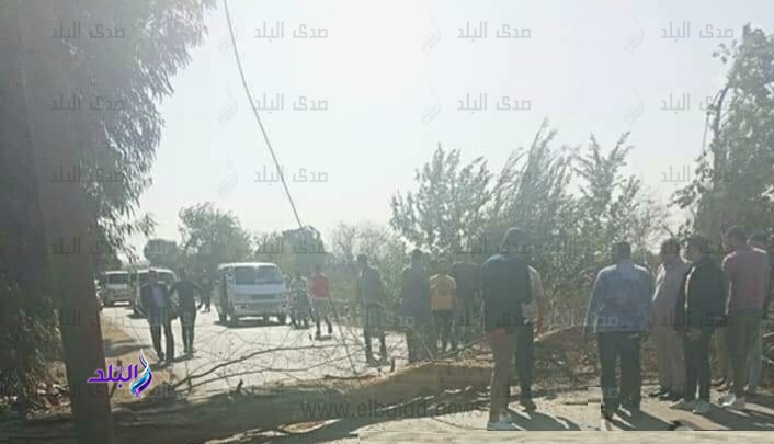 سقوط شجرة عملاقة سقوط شجرة عملاقة