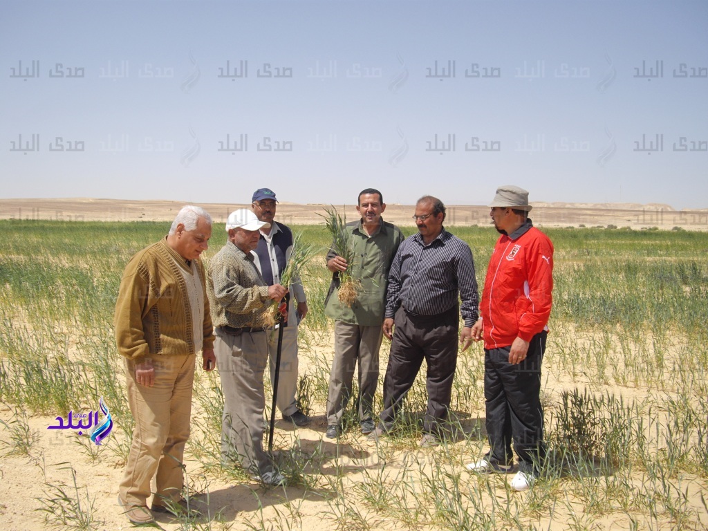 القمح القمح