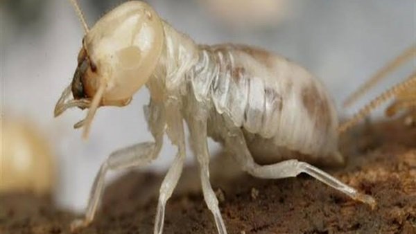 حشرة النمل الأبيض حشرة النمل الأبيض