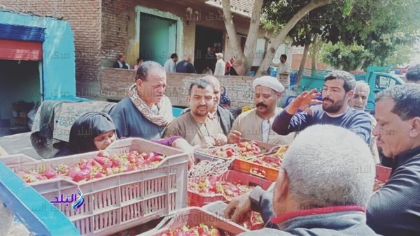 جامعة بنها جامعة بنها