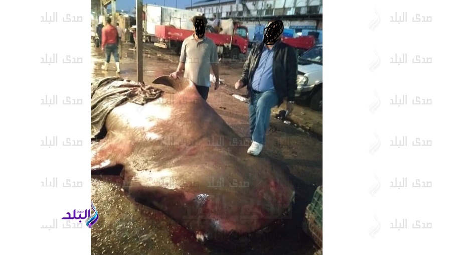 سمكة قرش الحوت المعروفة باسم «البهلول»