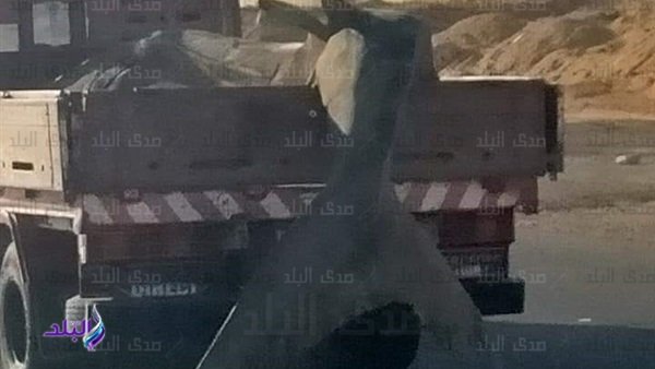 سمكة القرش الحوت بهلول