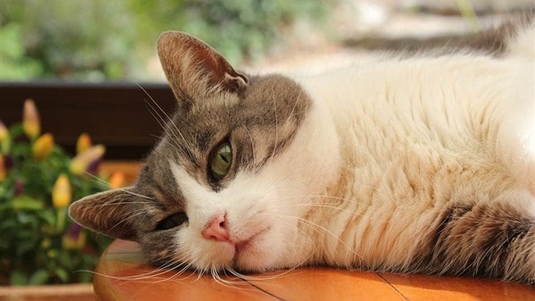 هل يجوز قتل القطط بالسم لكثرة الأذى ؟