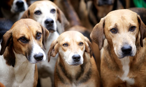 كلاب تقتل سيدة في فرنسا