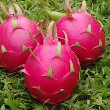 ثمار دراجون