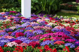 نباتات الزينة