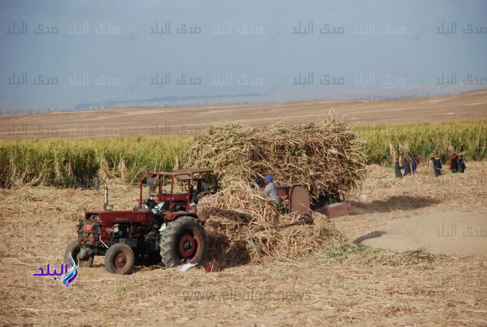 زراعة قصب السكر زراعة قصب السكر