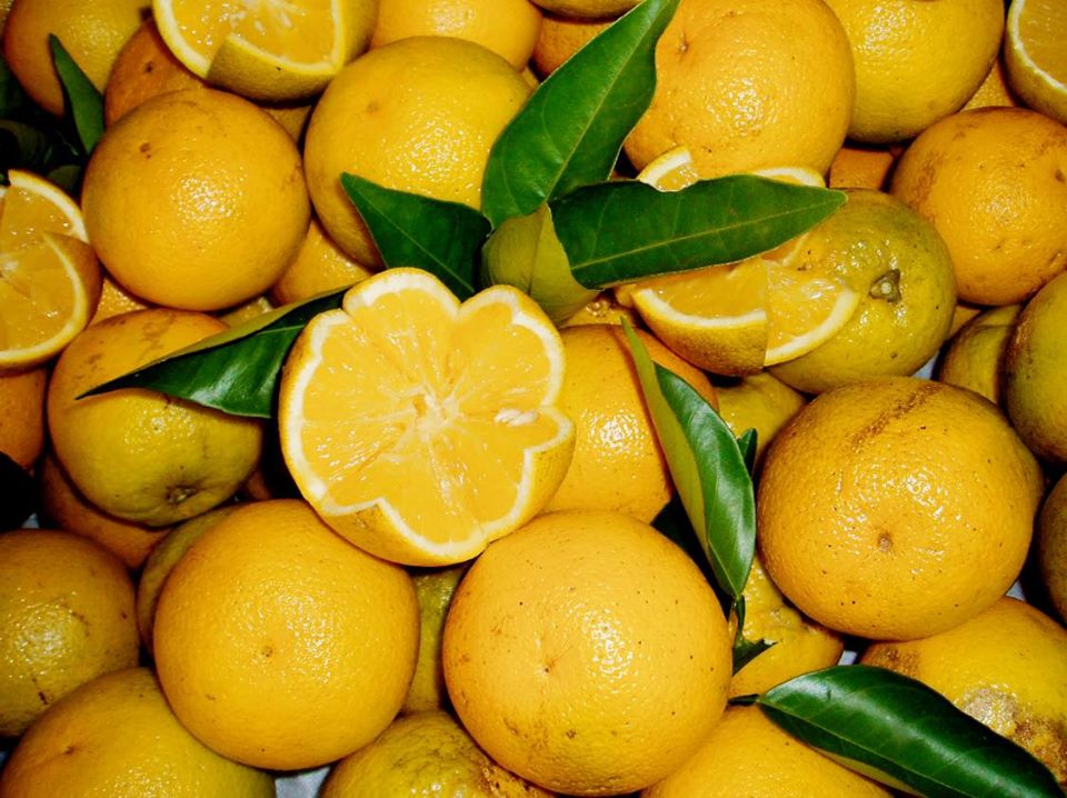 الموالح المصرية