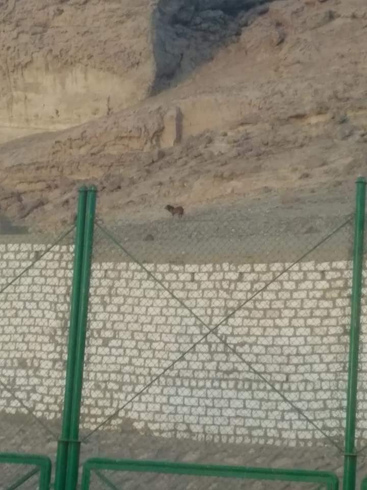 ظهور أسد أعلى جبل قرية المعابدة في أسيوط ظهور أسد أعلى جبل قرية المعابدة في أسيوط