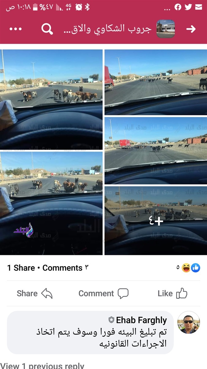 الماعز في الشارع 