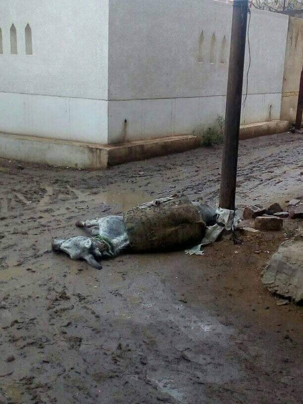 حمار نافق صعقا حمار نافق صعقا