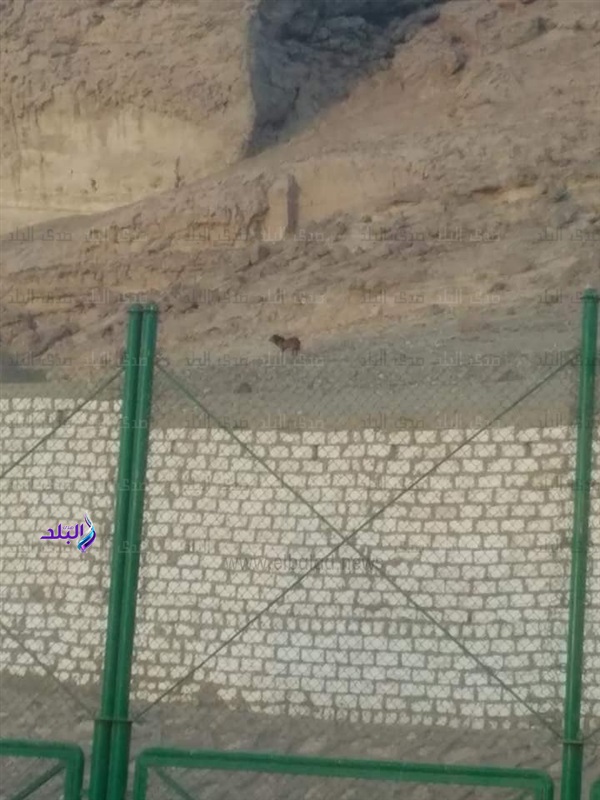 كلب اسيوط كلب اسيوط