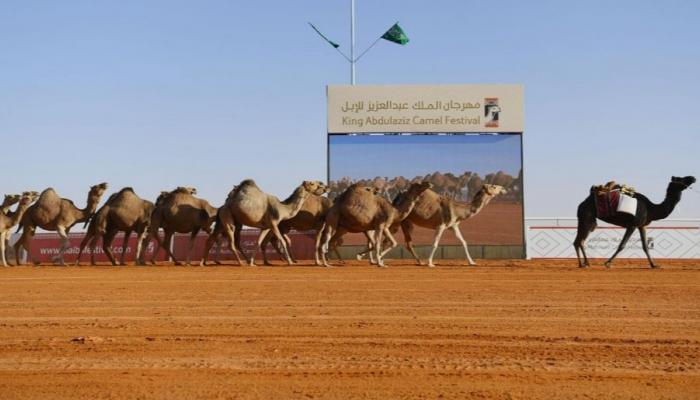مهرجان الملك عبدالعزيز للإبل مهرجان الملك عبدالعزيز للإبل