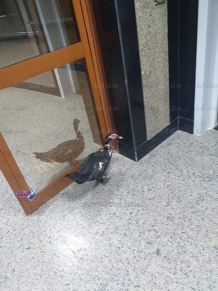 بطة تثير الجدل في مستشفى كفر الشيخ الجامعي .. شاهد بطة تثير الجدل في مستشفى كفر الشيخ الجامعي .. شاهد