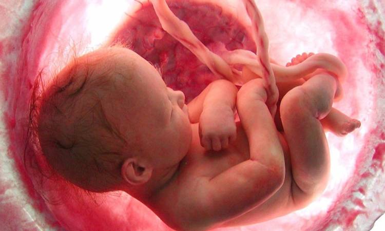 أمين الفتوى: الإجهاض حرام إلا في حالة واحدة