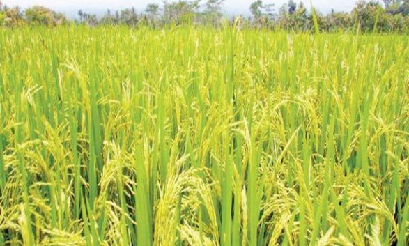 المحاصيل الزراعية