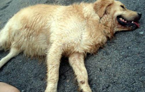 صورة أرشيفية - كلب صورة أرشيفية - كلب