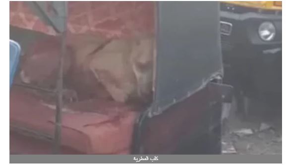 قتل كلب المطرية قتل كلب المطرية