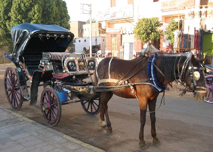 عربات الحنطور عربات الحنطور