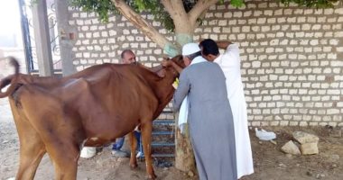 تحصين رأس ماشية
