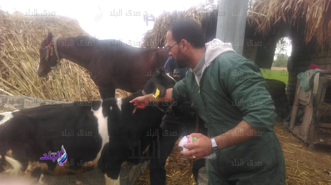 تحصين ٣٢٣ ألف رأس ماشية في البحيرة