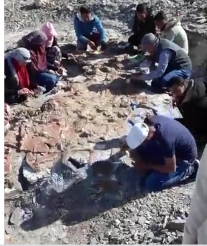 اكتشاف حفرية لزاحف بحري عملاق