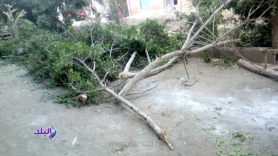 مذبحة الاشجار