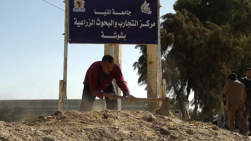 جامعة المنيا: