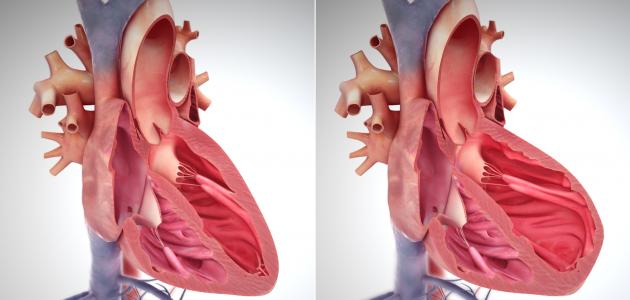 عميد معهد القلب السابق يفجر مفاجئة تحمي عضلة القلب من الفشل