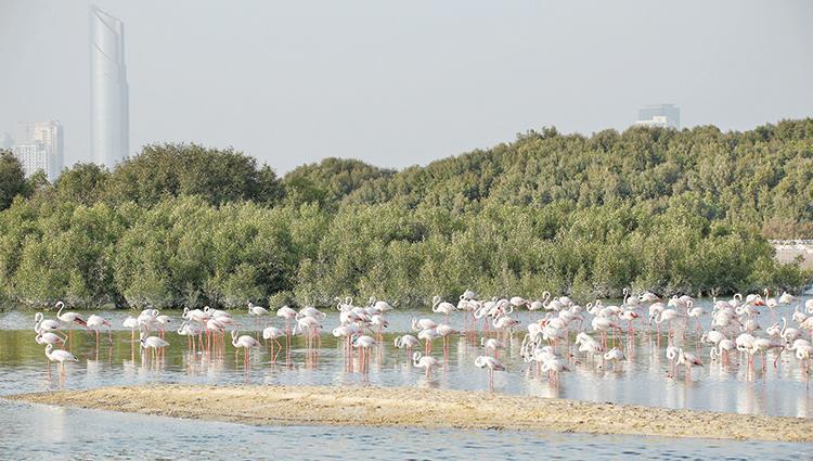 الإمارات وحماية التنوع البيولوجي وحماية البيئة الإمارات وحماية التنوع البيولوجي وحماية البيئة