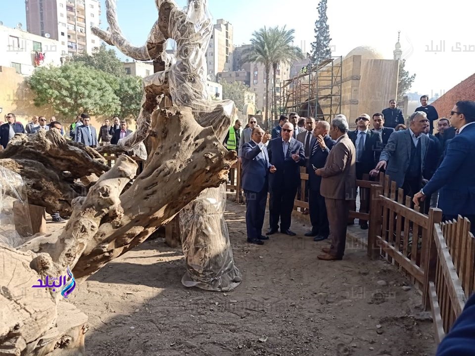 شجرة مريم شجرة مريم
