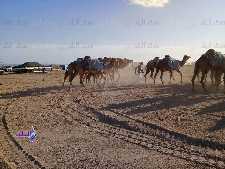 بدو سيناء يلجأون للحيل البدائية لمواجهة الصقيع
