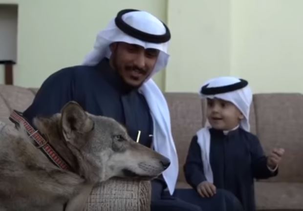 سعودي يربي الذئاب