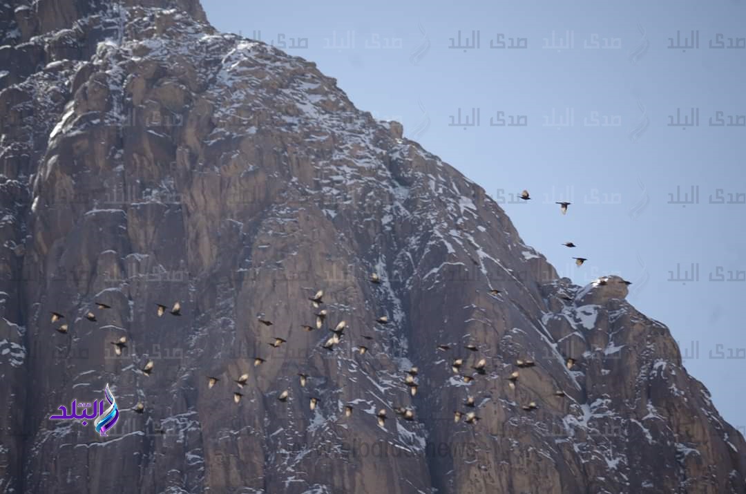 عصافير سانت كاترين تغرد في اجواء الثلج عصافير سانت كاترين تغرد في اجواء الثلج
